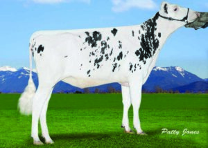 pg3_cedarwal_214-02181-cedarwal-numeouno-chrome