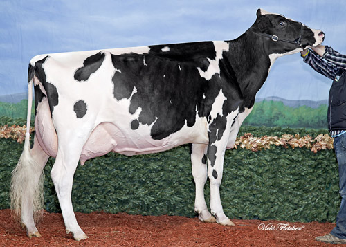 Jacobs Dundee Voltage VG-89  All Canadian Milking Yearling 2008