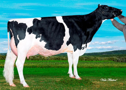 Kawartha Goldwyn Divine EX-92 1st Mature Cow Lindsay Ex. 2012 3rd Mature Cow Autumn Opp. 2012 1st Mature Cow & Grand Champion Peterborough Ex. 2012 