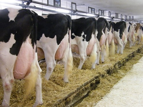 Milk cow row at Kawartha