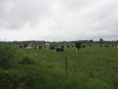The Vaudal herd 