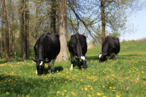 1st place: “Grazing Cows” by Sheila Sundborg