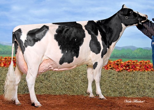 Hendercroft Outside Eve EX-93 2E 2* 5 Lactations - 64,149kgs 4.0%F 3.1%P 8 family members SELL!