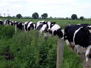 dairy UK
