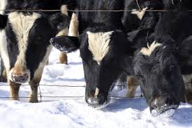 heifers in snow14