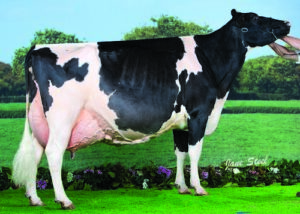 All Britain Mature Cow winner, Richaven Goldwyn Adrienne