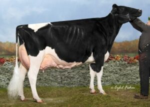 _cowsmoweb_HF33901 Milksource Goldwyn Africa-ET