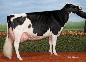 _cowsmoweb__20141114130 Cache Valley Lheros 2331 - ET