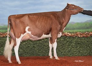 Miss Hot Mama-Red Named Holstein USA Star of the Breed