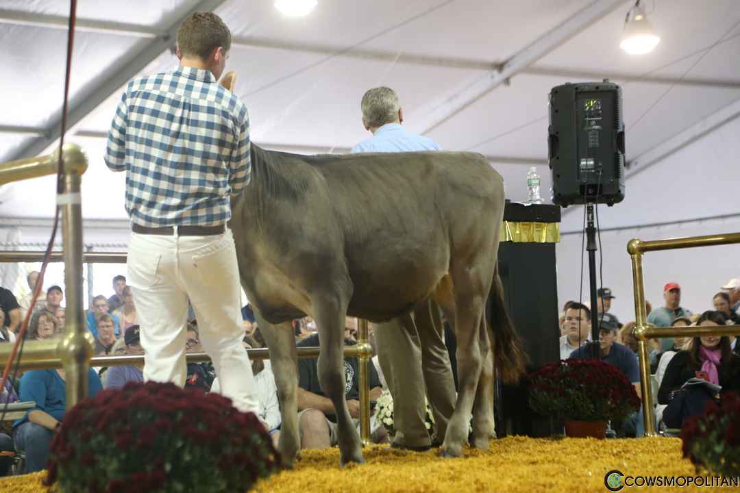 World Premier Brown Swiss & Milking Shorthorn Sale 2016 - Cowsmo