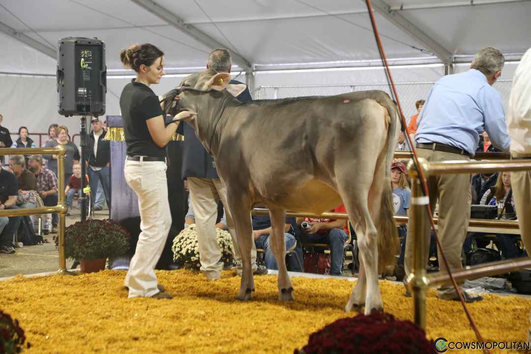 World Premier Brown Swiss & Milking Shorthorn Sale 2016 - Cowsmo