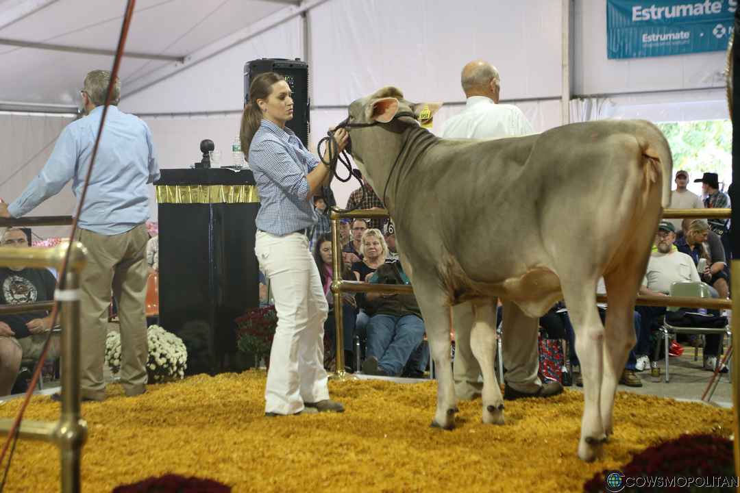 World Premier Brown Swiss & Milking Shorthorn Sale 2016 - Cowsmo