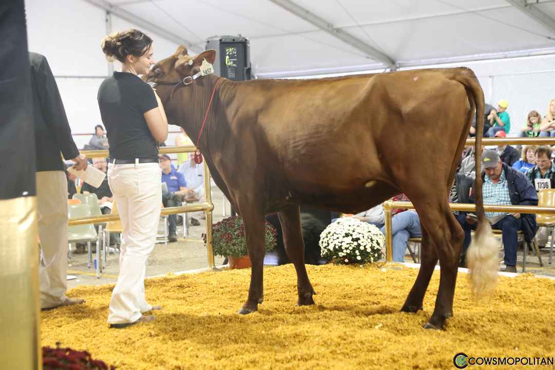 World Premier Brown Swiss & Milking Shorthorn Sale 2016 - Cowsmo