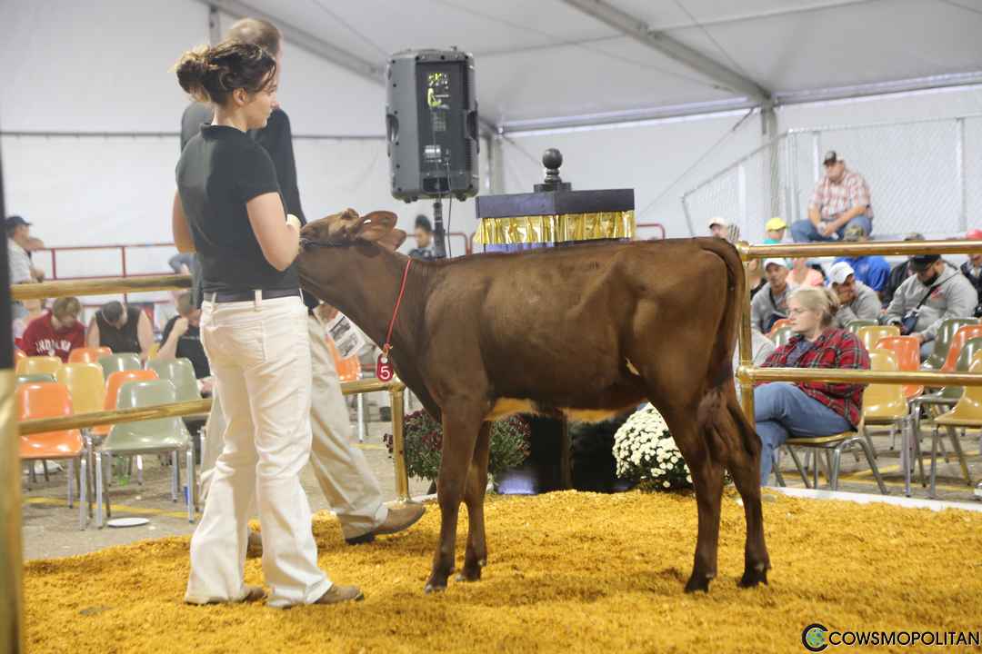 World Premier Brown Swiss & Milking Shorthorn Sale 2016 - Cowsmo