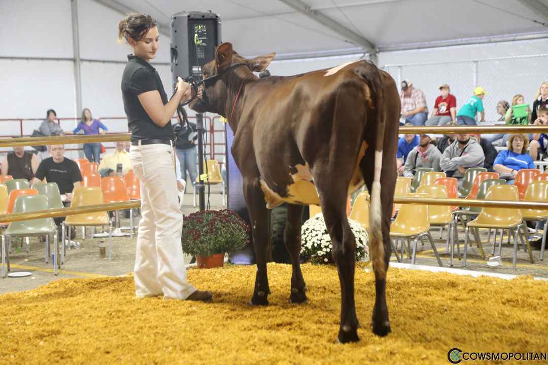 World Premier Brown Swiss & Milking Shorthorn Sale 2016 - Cowsmo