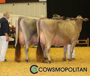 Two New EX95 Brown Swiss Sisters