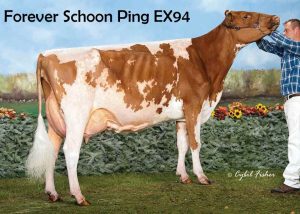 Forever Schoon Ping EX-94 was Intermediate Champion and Honorable Mention Grand Champion at the Royal in 2011 and Reserve Grand Champion in 2013