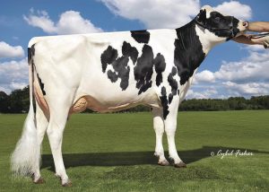 Ladys-Manor Defender Lashes VG87, Dam of Lot 14