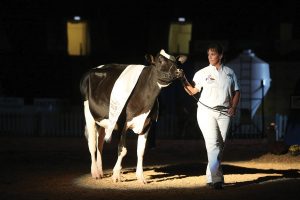 Golden Oaks bred fall calf, Golden-Oaks Sid Charlise-ET earned as Junior Champion of the International Holstein Show and Supreme Heifer of the All-American Dairy Show for her new owners
