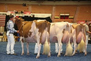 Ethan Heinzmann, Golden Oaks Dairy & Genetics manager with the 2015 Honorable Mention Senior Champion & Nasco Type and Production Winner at World Dairy Expo - Cleland Advnt Alexia-Red-ET EX-94 EX-96 MS