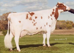 Red, polled, and type delivered by Golden-Oaks Perk Rae-Red-ET *PO EX-90. Maternal sister to Champ Rae