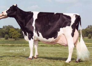 Golden-Oaks Champ Rae-ET EX-93 3E. 2nd dam of 2015 World Dairy Expo International Holstein Show Junior Champion