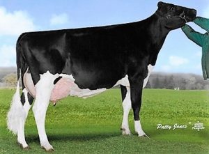 The matriarch of one of the most influential cow families at Carldot, Carldot Gibson Electricity EX