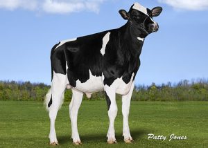 Mr Blondin Powerful the World's Number 1 PLI and GTPI Homozygous Polled Sire