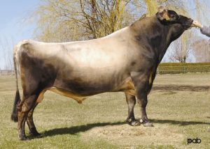 Evidence of those successful breeding patterns is Pine Haven Senior EX-90, the former #1 LPI bull and a renowned international sire marketed by Semex, with over 1626 daughters classified in Canada at 76% Good Plus (GP) or better