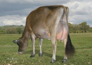 River Valley now also owns two time All-Canadian, Pine Haven BRC Eva EX-93 who has over 15 females at River Valley.