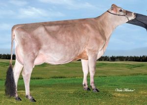 RJ and Jennifer also own a 9th generation VG or EX from Anda’s family, Pine Haven Senior Vicky VG-89. Vicky already has 3 VG daughters.