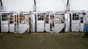 GEA MIone 3 box system in use at Bellman Dairy