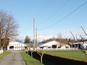 Lavender Farms, located in Abbotsford, BC