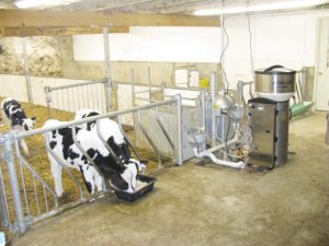Calf Feeding at Wrico Holsteins