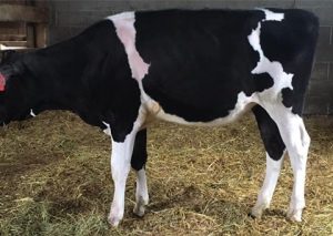 NY-Spring-Holstein17-Reyncrest-Crush-Calf