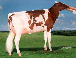 Tiger-Lily Ladd Fifi-Red-ET VG88, dam of Lot 46
