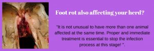 How Foot Rot Affects Your Herd