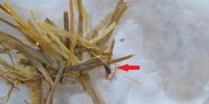 Ergot appears as long purple/black structures in the place where normal seeds should be. Photo / MPI