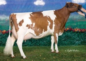 Family Af-Ayr Cornelius Daisy EX-94 5E, 2007 World Dairy Expo Ayrshire Grand Champion. Daisy is still at the farm, at the age of 16.