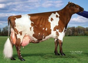 Family Af-Ayr Kellogg Lacey EX-93 3E, 2016 Living Lifetime Production Award by the Ayrshire Breeders’ Association.