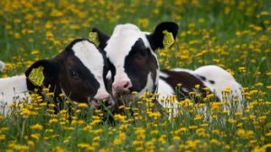 Cows-Have-Best-Friends_1cowsmo2017
