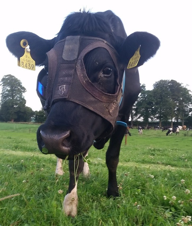 Dairy cows benefit from the Light Mask device Cowsmo
