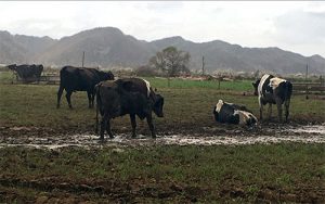 Puerto-Rico-cows