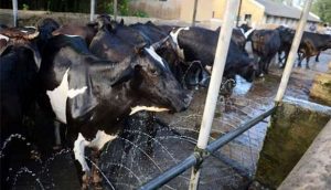 Cows stand in an automated shower at a British-era dairy farm that opened in 1889 and is now run by the Indian military in Allahabad. Photo credit: Gulf Times