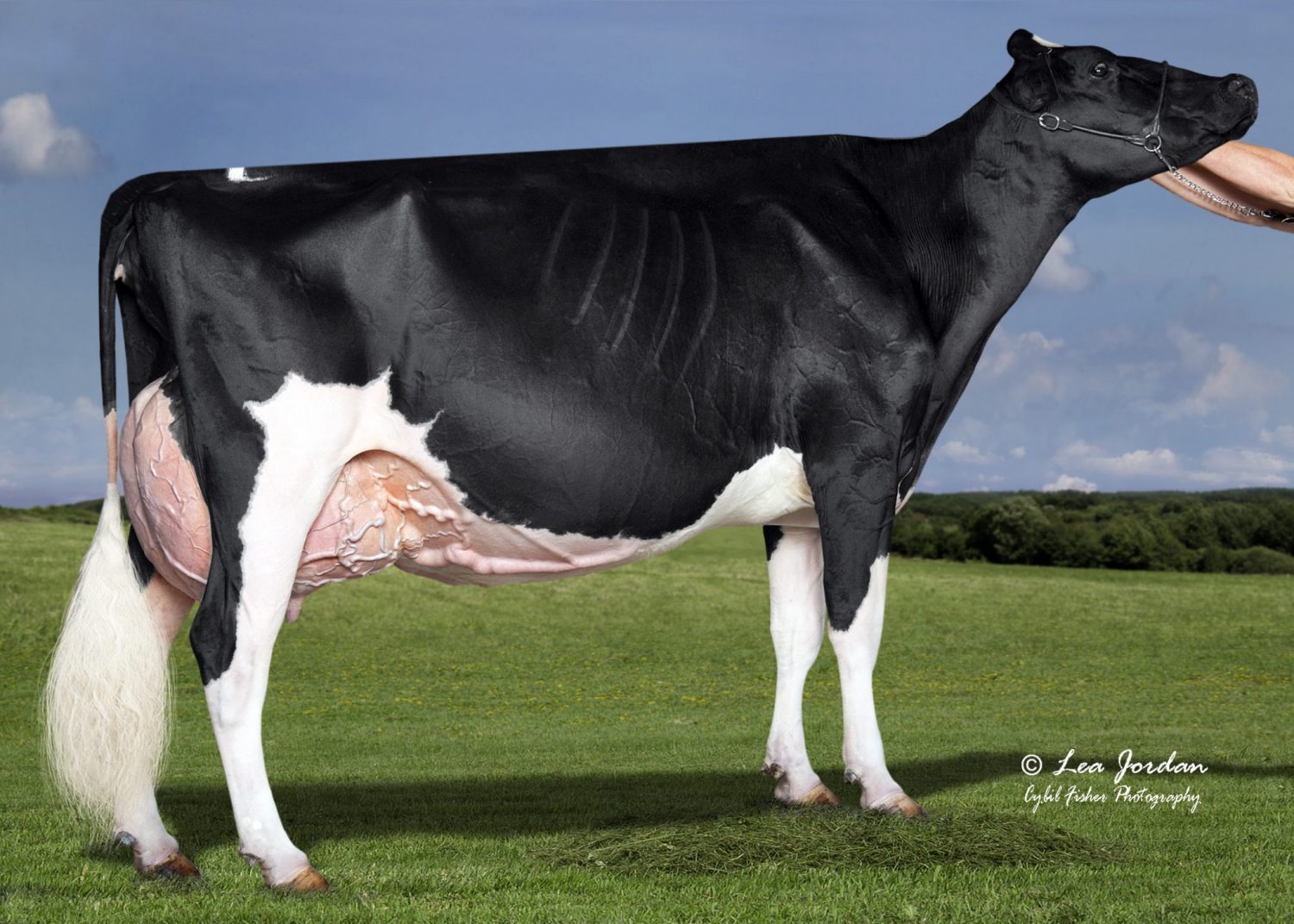 Oakfield Corners Dairy classification news Cowsmo