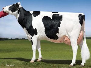 Sandy Valley Robust Ruby EX-90 is the dam of the popular bull EDG Rubicon and grand dam to Seagull-Bay Charismatic and Seagull-Bay Comanche both by Catalyst.