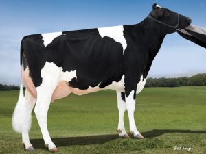 Making her ideal for the commercial dairyman, Wilra Supersire 608 GP-82 consistently transmits components, great udders and the ability to convert feed to milk. Ranked at #7 on the Net Merit list