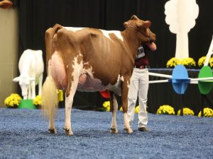Cleland Absolute Coleen EX-93 exhibited by Joseph, Zach, Jerome, and Darian Stransky (Stranshome) at the 2015 International Red & White Junior Show, she was the 1st 5-year- old and was named Grand Champion of the Junior Show.