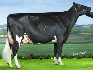 agriscot_1cowsmo2017
