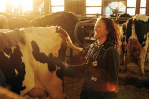 Cows seem to react more positively to women